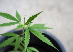 CBD
