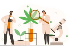 Online Marijuana Classes
