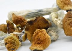 buy magic mushroom
