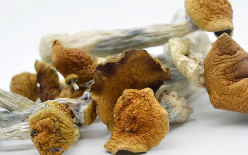 buy magic mushroom