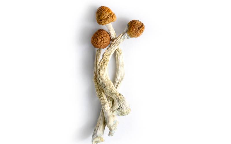 buy magic mushroom