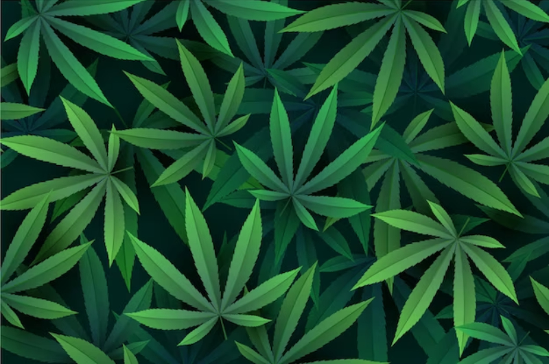 cannabis card
