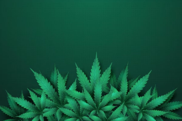 cannabis card